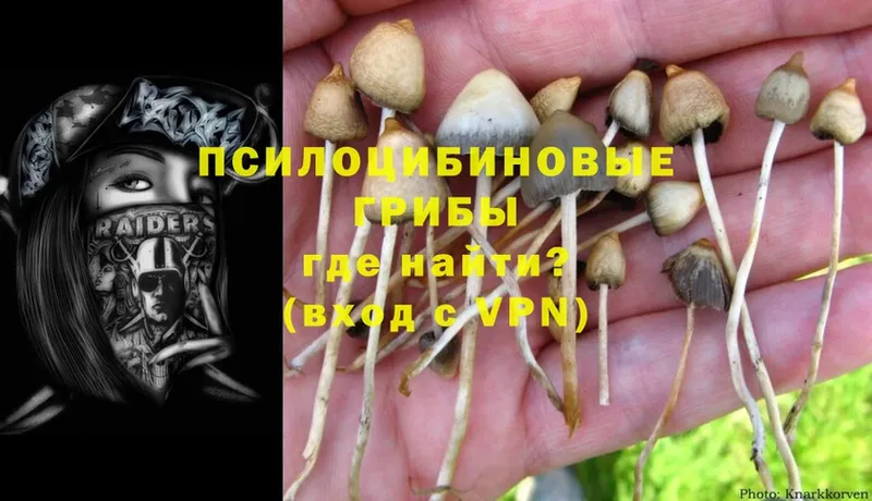 цены наркотик  Заинск  Псилоцибиновые грибы Magic Shrooms 